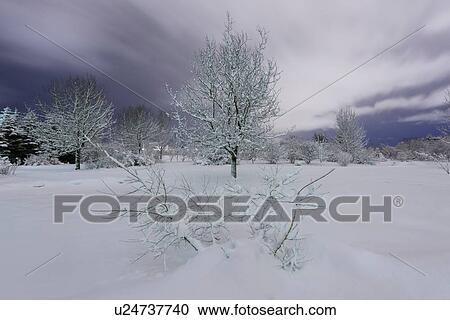 Snow covered tree and dramatic sky, botanical gardens, Reykjavik, Iceland View Large Photo Image Stock Image - Snow covered tree and dramatic sky, botanical gardens, Reykjavik, Iceland. Fotosearch