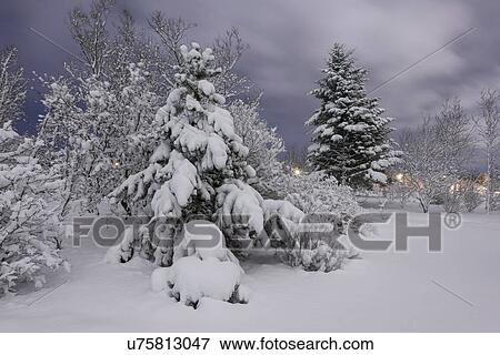 Snow covered tree in forest in botanical gardens, Reykjavik, Iceland View Large Photo Image Stock Photo - Snow covered tree in forest in botanical gardens, Reykjavik, Iceland. Fotosearch