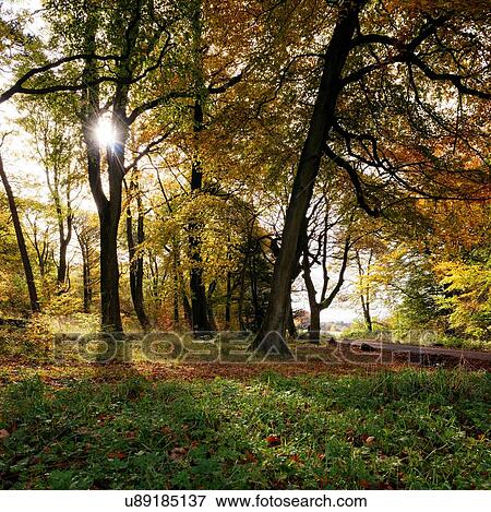 Sunlight through trees in forest, Padley Gorge, Peak District, Derbyshire, England, UK View Large Photo Image Stock Photo - Sunlight through trees in forest, Padley Gorge, Peak District, Derbyshire, England, UK. Fotosearch