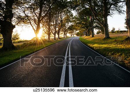 Sunlit tree lined rural road View Large Photo Image Stock Photograph - Sunlit tree lined rural road. Fotosearch