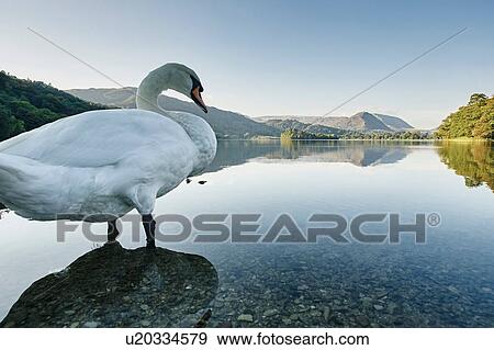 Swan in Grasmere Lake, Grasmere, Cumbria, UK View Large Photo Image Stock Photo - Swan in Grasmere Lake, Grasmere, Cumbria, UK. Fotosearch
