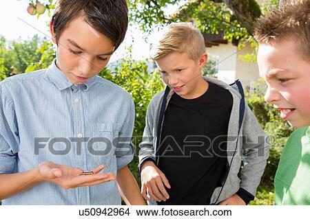 Teenage boy and brothers in garden staring at caterpillar View Large Photo Image Picture - Teenage boy and brothers in garden staring at caterpillar. Fotosearch