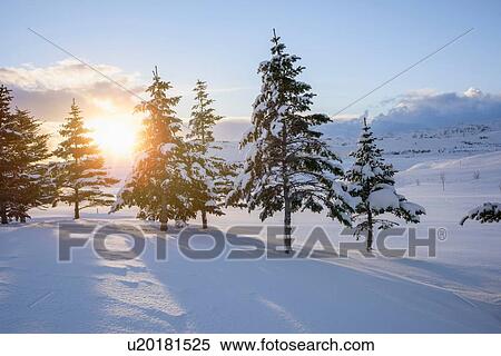 The sun shining through snow covered trees, Hveragerdi, Iceland View Large Photo Image Stock Photography - The sun shining through snow covered trees, Hveragerdi, Iceland. Fotosearch