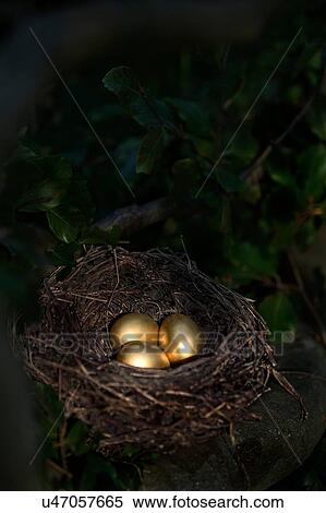 Three golden eggs in birds nest at night View Large Photo Image Stock Photography - Three golden eggs in birds nest at night. Fotosearch
