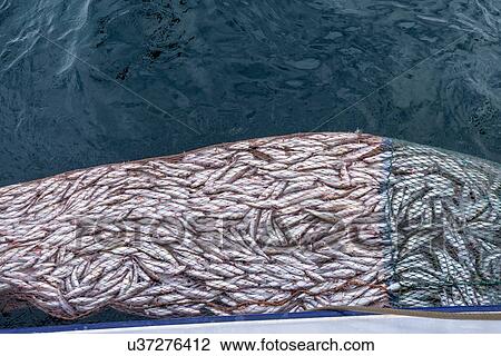 Trawl net full of Whiting fish, Merlangius merlangus, high angle view View Large Photo Image Stock Image - Trawl net full of Whiting fish, Merlangius merlangus, high angle view. Fotosearch
