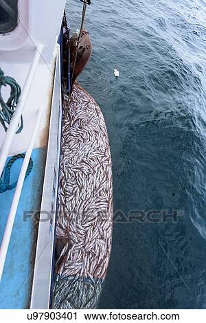 Stock Image - Trawl net full of Whiting fish, Merlangius merlangus, high angle view. Fotosearch