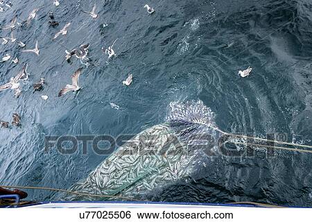 Trawl net full of Whiting fish, Merlangius merlangus, high angle view View Large Photo Image Stock Photograph - Trawl net full of Whiting fish, Merlangius merlangus, high angle view. Fotosearch