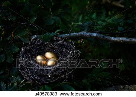 Stock Image - Tree with three golden eggs in birds nest at night. Fotosearch