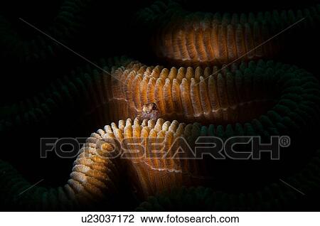 Stock Image - Underwater extreme close up view of small goby fish sheltering in brain coral, Cancun, Quintana Roo, Mexico. Fotosearch