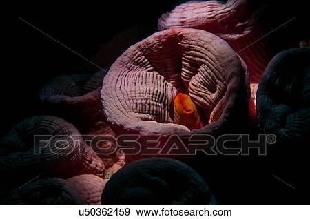 Underwater extreme close up view of open coral polyp during night dive, Cancun, Quintana Roo, Mexico View Large Photo Image Stock Photo - Underwater extreme close up view of open coral polyp during night dive, Cancun, Quintana Roo, Mexico. Fotosearch