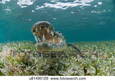 Underwater front view of crocodile on seagrass, open mouthed showing teeth, Chinchorro Atoll, Quintana Roo, Mexico View Large Photo Image Stock Photo - Underwater front view of crocodile on seagrass, open mouthed showing teeth, Chinchorro Atoll, Quintana Roo, Mexico. Fotosearch