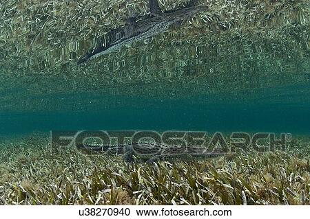 Underwater side view of crocodile on seagrass, Chinchorro Atoll, Quintana Roo, Mexico View Large Photo Image Stock Image - Underwater side view of crocodile on seagrass, Chinchorro Atoll, Quintana Roo, Mexico. Fotosearch