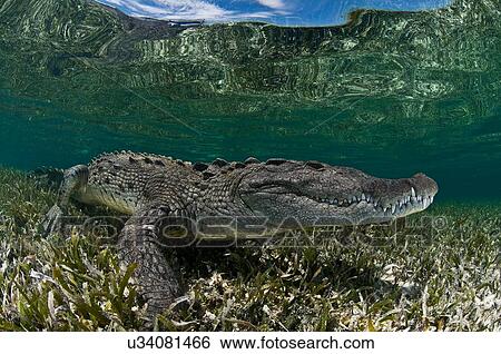 Underwater side view of crocodile on seagrass in shallow water, Chinchorro Atoll, Quintana Roo, Mexico View Large Photo Image Stock Photograph - Underwater side view of crocodile on seagrass in shallow water, Chinchorro Atoll, Quintana Roo, Mexico. Fotosearch