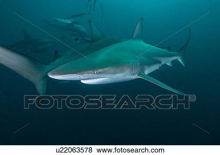 Underwater side view of oceanic black tip shark, Aliwal Shoal, Durban, South Africa View Large Photo Image Stock Photo - Underwater side view of oceanic black tip shark, Aliwal Shoal, Durban, South Africa. Fotosearch