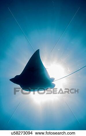 Underwater silhouetted view of eagle ray in sunlight, Cancun, Quintana Roo, Mexico View Large Photo Image Picture - Underwater silhouetted view of eagle ray in sunlight, Cancun, Quintana Roo, Mexico. Fotosearch