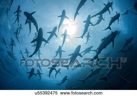 Stock Photography - Underwater silhouetted view of silky sharks gathering in spring for mating rituals, Roca Partida, Revillagigedo, Mexico. Fotosearch