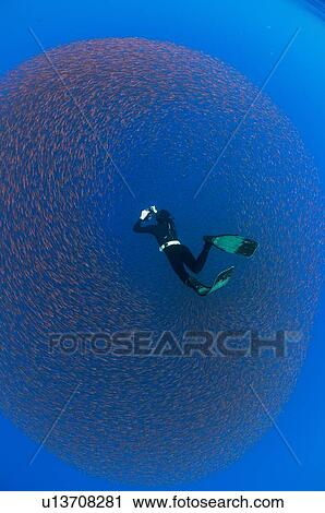 Underwater view of a freediver photographing a baitball of juvenile snappers, San Benedicto Island, Colima, Mexico View Large Photo Image Stock Image - Underwater view of a freediver photographing a baitball of juvenile snappers, San Benedicto Island, Colima, Mexico. Fotosearch