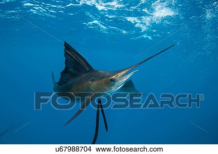 Underwater view of a sailfish corralling near surface, Contoy Island, Quintana Roo, Mexico View Large Photo Image Picture - Underwater view of a sailfish corralling near surface, Contoy Island, Quintana Roo, Mexico. Fotosearch