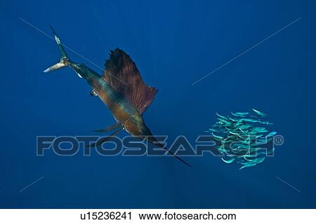 Stock Image - Underwater view of a sailfish corralling sardine shoal, Contoy Island, Quintana Roo, Mexico. Fotosearch