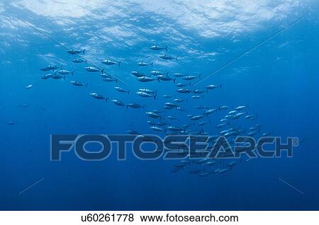 Stock Photo - Underwater view of a shool of bonito fish, Roca Partida, Revillagigedo, Mexico. Fotosearch