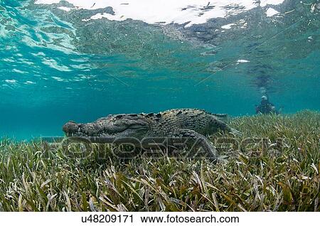 Stock Image - Underwater view of crocodile on seagrass in shallow water, Chinchorro Atoll, Quintana Roo, Mexico. Fotosearch