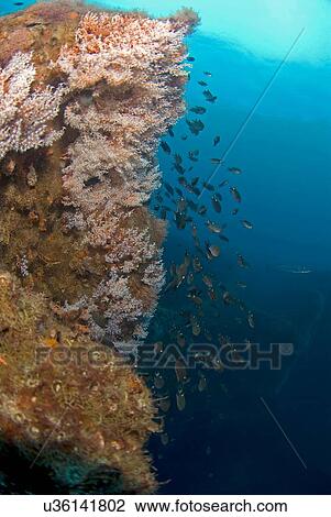 Underwater view of fish swimming near coral covered disposed oil rig in the Gulf of Mexico, Campeche, Mexico View Large Photo Image Stock Image - Underwater view of fish swimming near coral covered disposed oil rig in the Gulf of Mexico, Campeche, Mexico. Fotosearch
