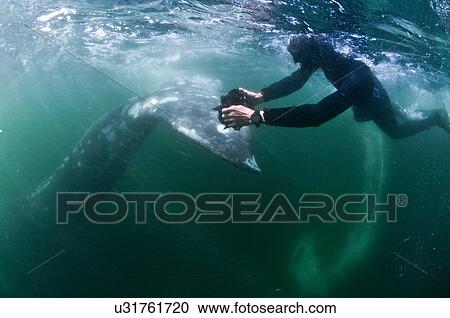 Underwater view of freediver photographing tail of grey whale, Magadalena bay, Baja California, Mexico View Large Photo Image Stock Image - Underwater view of freediver photographing tail of grey whale, Magadalena bay, Baja California, Mexico. Fotosearch