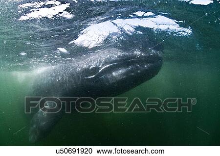 Stock Image - Underwater view of grey whale looking at camera, Magadalena bay, Baja California, Mexico. Fotosearch