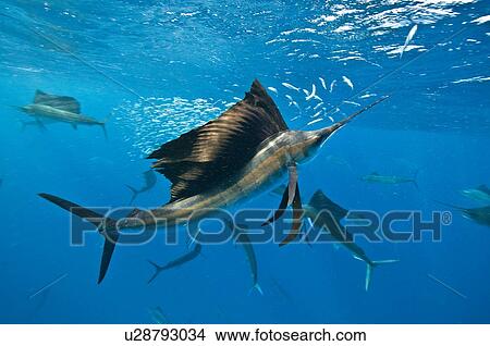 Underwater view of group of sailfish corralling sardine shoal at surface, Contoy Island, Quintana Roo, Mexico View Large Photo Image Picture - Underwater view of group of sailfish corralling sardine shoal at surface, Contoy Island, Quintana Roo, Mexico. Fotosearch