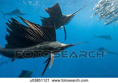 Underwater view of group of sailfish corralling sardine shoal toward surface, Contoy Island, Quintana Roo, Mexico View Large Photo Image Stock Image - Underwater view of group of sailfish corralling sardine shoal toward surface, Contoy Island, Quintana Roo, Mexico. Fotosearch