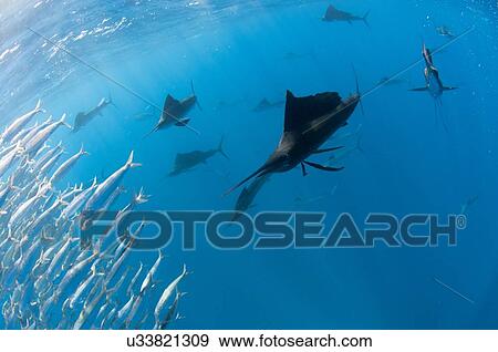 Stock Photo - Underwater view of group of sailfish corralling large sardine shoal near suface, Contoy Island, Quintana Roo, Mexico. Fotosearch