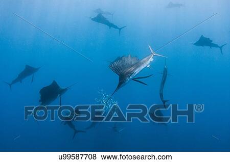 Stock Photo - Underwater view of group of sailfish corralling sardine shoal, Contoy Island, Quintana Roo, Mexico. Fotosearch