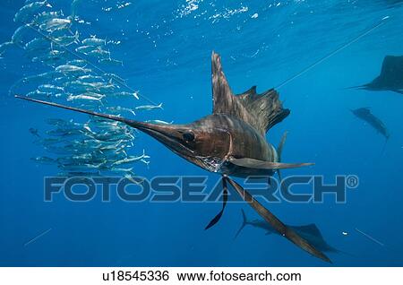 Stock Photograph - Underwater view of group of sailfish corralling sardine shoal, Contoy Island, Quintana Roo, Mexico. Fotosearch