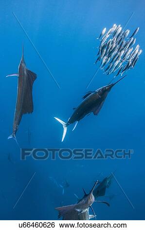 Stock Photograph - Underwater view of group of sailfish corralling sardine shoal, Contoy Island, Quintana Roo, Mexico. Fotosearch