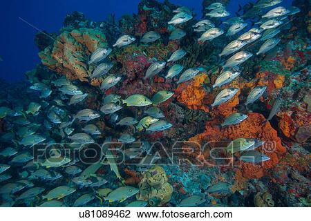 Underwater view of juvenile grunts and snapper schools swimming on coaral reefs, Cancun, Quintana Roo, Mexico View Large Photo Image Stock Image - Underwater view of juvenile grunts and snapper schools swimming on coaral reefs, Cancun, Quintana Roo, Mexico. Fotosearch