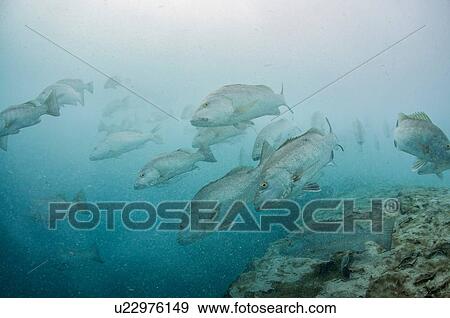Stock Photo - Underwater view of large cubera snapper schools gathering around a fresh water ocean sinkhole, Cancun, Quintana Roo, Mexico. Fotosearch