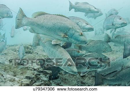 Underwater view of large cubera snapper schools gathering around a fresh water ocean sinkhole, Cancun, Quintana Roo, Mexico View Large Photo Image Stock Photograph - Underwater view of large cubera snapper schools gathering around a fresh water ocean sinkhole, Cancun, Quintana Roo, Mexico. Fotosearch