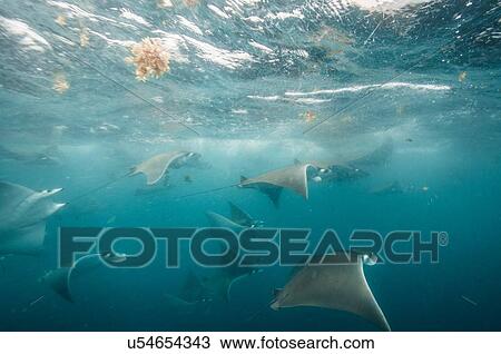 Underwater view of mobula rays gathering for migration around the Yucatan Peninsula, Contoy Island, Quintana Roo, Mexico View Large Photo Image Stock Image - Underwater view of mobula rays gathering for migration around the Yucatan Peninsula, Contoy Island, Quintana Roo, Mexico. Fotosearch
