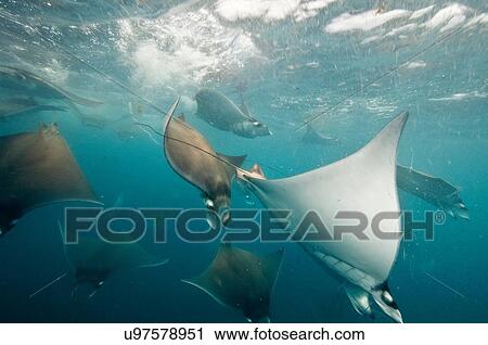 Underwater view of mobula rays gathering for migration around the Yucatan Peninsula, Contoy Island, Quintana Roo, Mexico View Large Photo Image Stock Image - Underwater view of mobula rays gathering for migration around the Yucatan Peninsula, Contoy Island, Quintana Roo, Mexico. Fotosearch