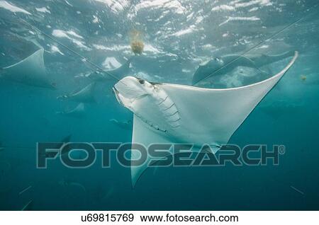 Underwater view of mobula rays gathering for migration around the Yucatan Peninsula, Contoy Island, Quintana Roo, Mexico View Large Photo Image Stock Photo - Underwater view of mobula rays gathering for migration around the Yucatan Peninsula, Contoy Island, Quintana Roo, Mexico. Fotosearch