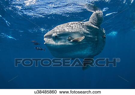 Underwater view of mola mola, ocean sunfish, Magadalena bay, Baja California, Mexico View Large Photo Image Stock Image - Underwater view of mola mola, ocean sunfish, Magadalena bay, Baja California, Mexico. Fotosearch
