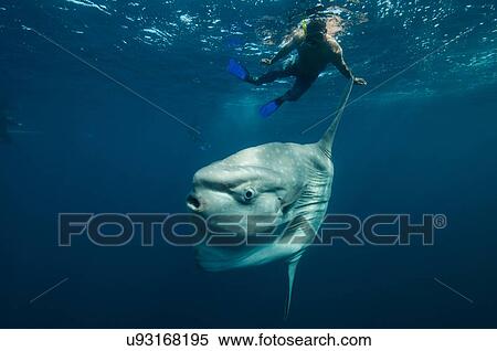 Stock Photography - Underwater view of mola mola, ocean sunfish and local fisherman, Magadalena bay, Baja California, Mexico. Fotosearch