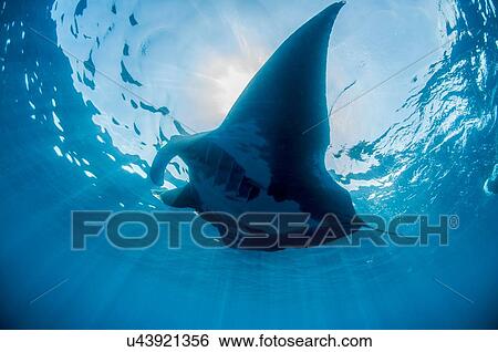 Underwater view of silhouetted giant manta sunbathing, Isla Mujeres, Quintana Roo, Mexico View Large Photo Image Stock Photograph - Underwater view of silhouetted giant manta sunbathing, Isla Mujeres, Quintana Roo, Mexico. Fotosearch
