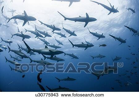 Underwater view of Silky sharks gathering in spring for mating rituals, Roca Partida, Revillagigedo, Mexico View Large Photo Image Stock Image - Underwater view of Silky sharks gathering in spring for mating rituals, Roca Partida, Revillagigedo, Mexico. Fotosearch