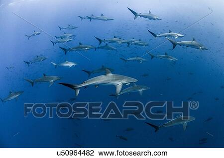 Underwater view of Silky sharks gathering in spring for mating rituals, Roca Partida, Revillagigedo, Mexico View Large Photo Image Stock Image - Underwater view of Silky sharks gathering in spring for mating rituals, Roca Partida, Revillagigedo, Mexico. Fotosearch