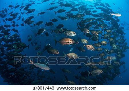 Underwater view of variety fish species swimming together in deep offshore islands of the mexican pacific, Roca Partida, Revillagigedo, Mexico View Large Photo Image Stock Image - Underwater view of variety fish species swimming together in deep offshore islands of the mexican pacific, Roca Partida, Revillagigedo, Mexico. Fotosearch