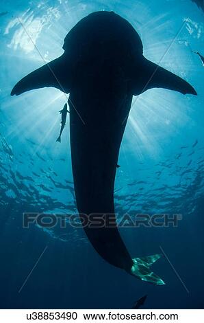 Underwater view of whale shark, Isla Mujeres, Quintana Roo, Mexico View Large Photo Image Stock Image - Underwater view of whale shark, Isla Mujeres, Quintana Roo, Mexico. Fotosearch