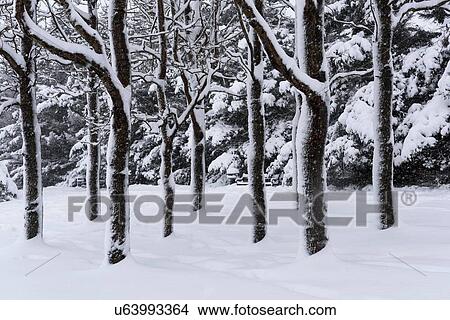Picture - View through snow covered trees in forest, Reykjavik, Iceland. Fotosearch