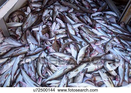 Whiting fish in hold of trawler View Large Photo Image Picture - Whiting fish in hold of trawler. Fotosearch