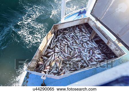 Stock Photography - Whiting fish, Merlangius merlangus, in hold of trawler. Fotosearch